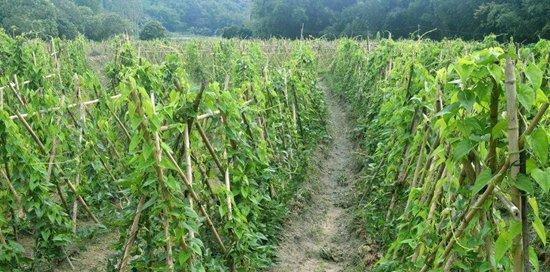 山药病毒病的症状与防治方法（保护山药庄稼，从预防山药病毒病开始）