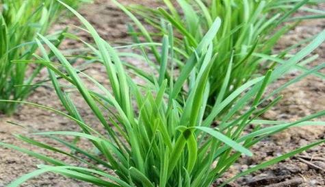 秧草种植时间选择与技巧（掌握适宜的种植时间，打造高产优质的秧草田）