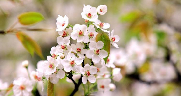 梨花的风韵（品读梨花之美——赏析梨花的样子和特点）