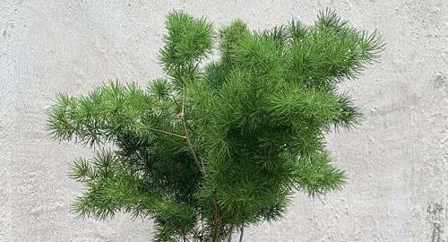 家庭种植松树的好处（从种植到养护，全面了解家庭种植松树）