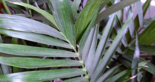 凤尾竹的耐寒能力及适宜种植环境解析（探究凤尾竹能够承受的低温度数，为园林绿化提供参考）