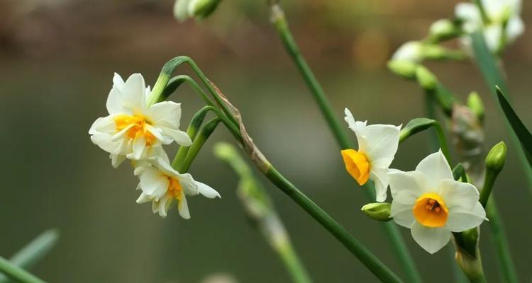 腊梅的无限花序特征（探寻腊梅的花序类型及特点）