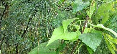 木香植物性状及分类研究（揭开木香草本和木本之谜，探究其形态特征与分类关系）