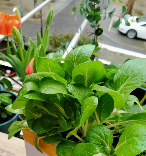 鸡毛菜的种植和养护（夏季种植须知，让你轻松拥有健康的鸡毛菜）