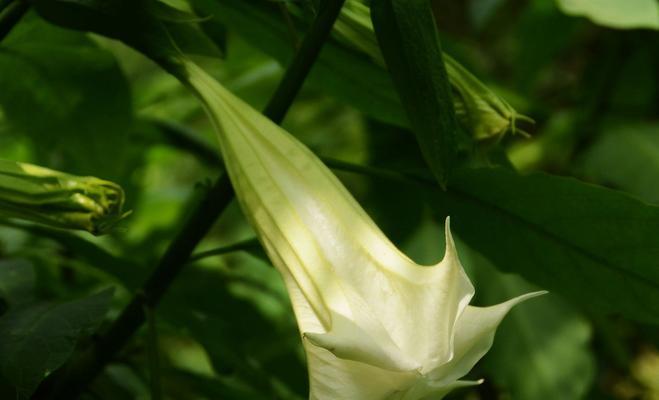 曼陀罗——神秘的花卉（探秘曼陀罗的文化、历史和奇幻特性）