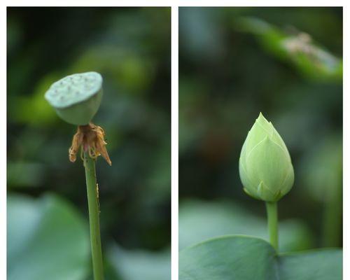 莲蓬生长周期是多长时间？（探秘莲蓬的生长过程与繁殖方式，了解莲蓬生命周期的特点）