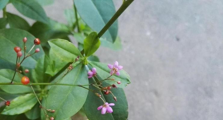 人参开花了还能吃吗？（探究人参开花后的营养价值与食用方法）