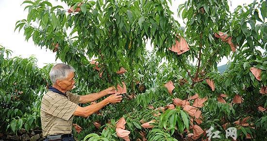 如何科学合理地为桃树施药？（桃树农药的选择与使用技巧）