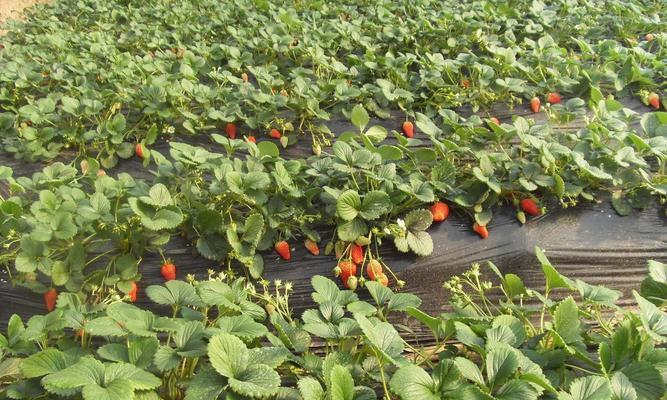 草莓种植的土壤选择及技巧（打造高产优质草莓田的秘诀）