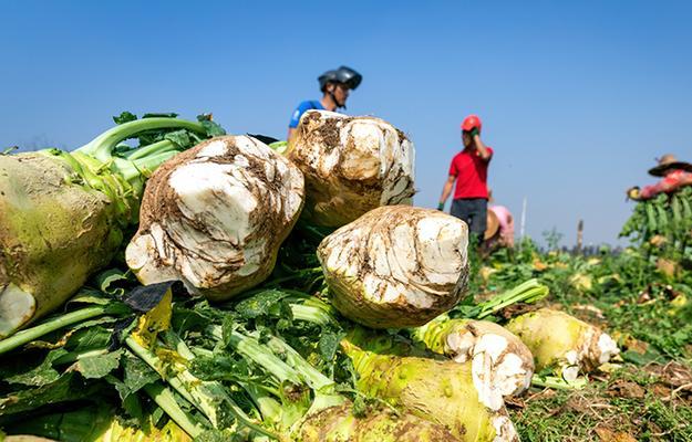 大头菜是什么植物？（探究大头菜的外形和特征。）