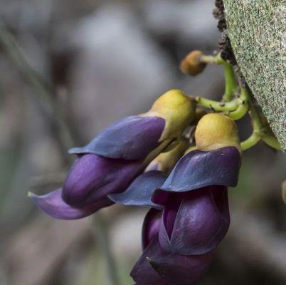 黄金雀——草本还是木本植物？（探究黄金雀的分类及特点）