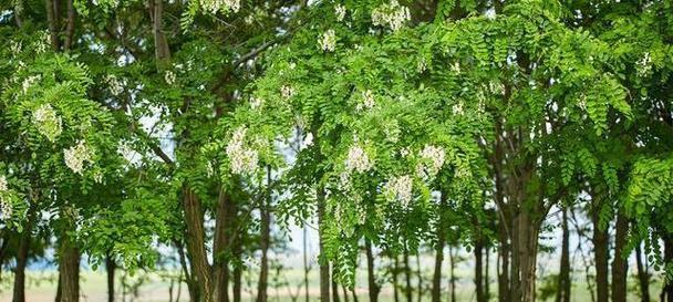 国槐的开花频率（探秘国槐一年开花的奥秘）