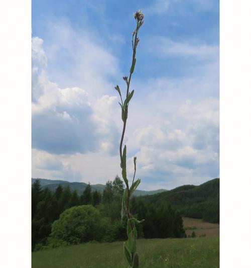 南芥是一种裸子植物（探究南芥的植物类型及特点）