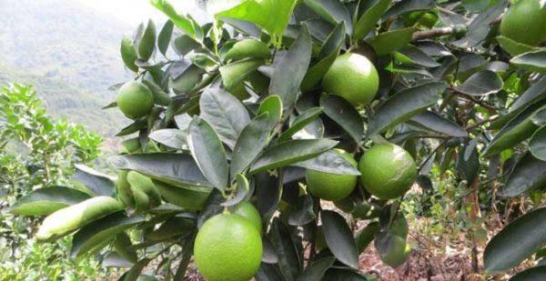 如何养护柠檬树？（提高柠檬树的生长率和产量）