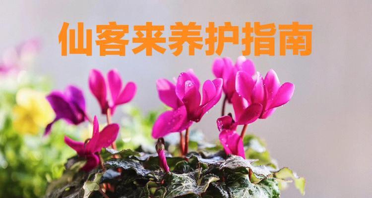 水培仙客养护全攻略（打造高颜值水培植物，养护不是难事）