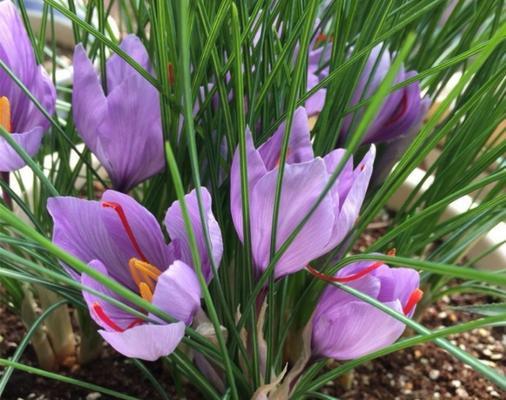 藏红花的种植条件和生长环境要求（解密藏红花适宜的生长环境和栽培技巧）