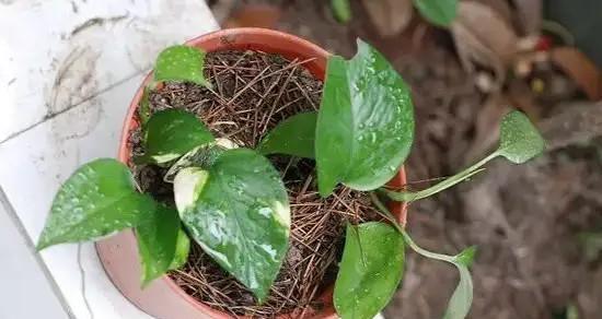 老鸭柿的种植和土壤配方（学习正确种植老鸭柿，提高果实质量与产量）