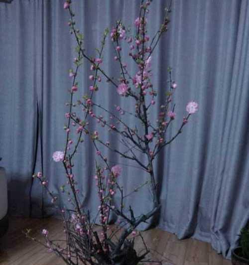 家里也可以种出满园桃花——如何在家里种植桃树（让生活更多一份自然，一份收获）