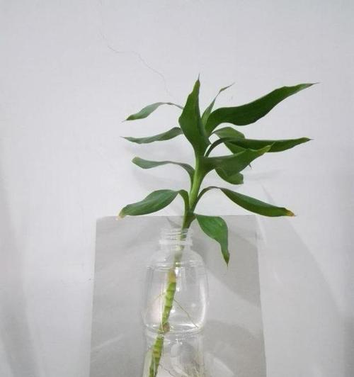 富贵竹，一个生机勃勃的绿色生命（富贵竹的外观、特点、生长环境及保养要点）