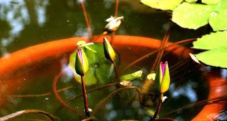 水莲，优美清新的水中花卉（水莲的分类、生长环境和特点）