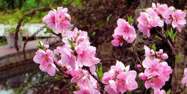 探究桃花生长环境条件及特点（解析桃花的生态习性与种植技巧）