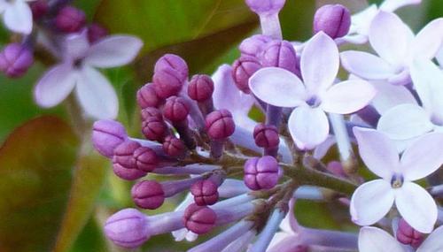 丁香花果实的功效与用途（探寻丁香花果实的健康价值）