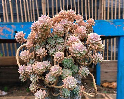 家居好养植物大（15种简单易养的植物让你拥有绿色生活）