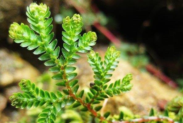 九死还魂草的茂盛养殖技巧（打造高产高质的九死还魂草种植园）