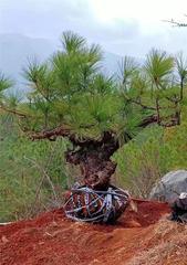 黑松是否为国家保护植物？（探究黑松的保护情况）