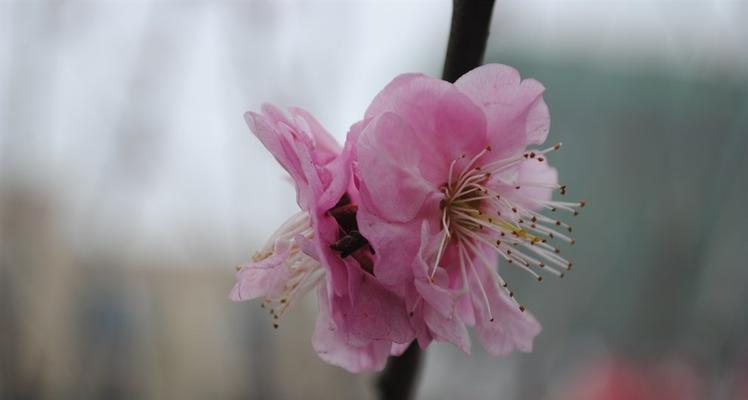 解密梅花之谜（探寻梅花的生长特点、形态特征及植物分类地位）