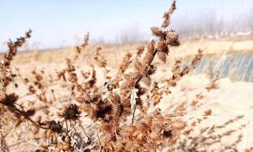 苍耳生长环境及地方条件（探寻苍耳的生长之道）