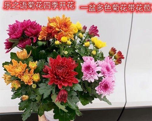 菊花不开花的原因及解决方法（探究菊花开花的原理，帮助菊花爱好者们解决开花难题）