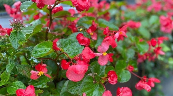 海棠开花的时间及花期特点（了解海棠花开的季节和生态习性）