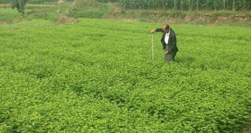 杜仲种植条件与技术（选择适宜的土壤、气候和管理方法，打造高产的杜仲园）