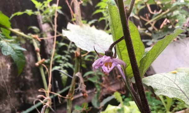 茄子不开花的原因（探究茄子不开花的根源及解决方法）