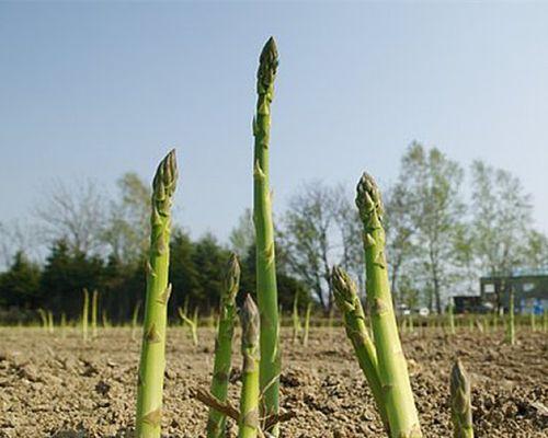 芦笋种植全攻略（时间、生长周期、栽培技巧一网打尽）