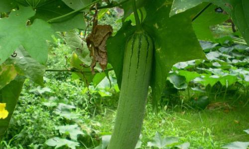 如何正确种植节瓜？（时间、方法与技巧全解析）