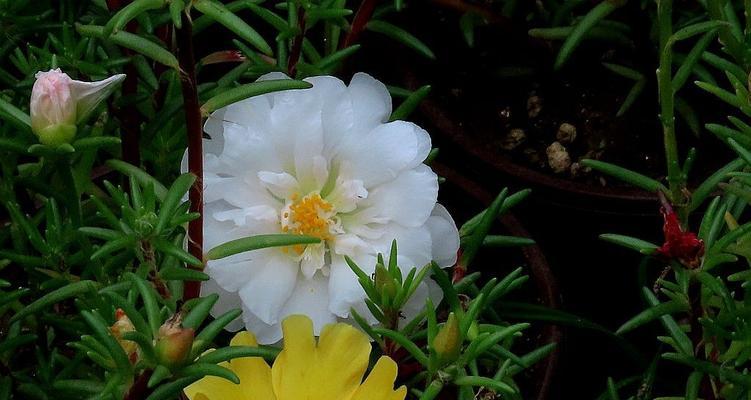 马齿苋的花的颜色和形状（探寻马齿苋花的奥秘）