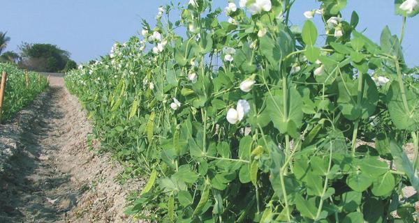 豌豆植物解析（豌豆的种类、形态、生态习性以及营养价值）