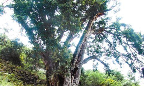 香榧树种植条件与气候（适宜生长的气候条件及栽培要点）