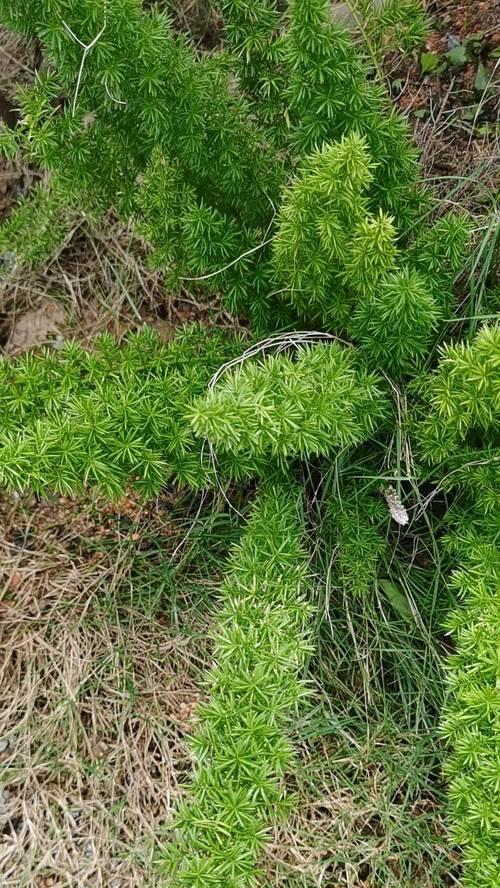 天门冬科植物丰富多彩（探秘天门冬科植物的神奇之处）