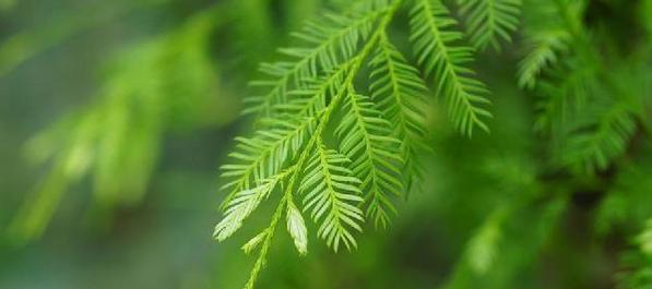 雌雄同株植物的特性与分类（探寻植物界中特殊的繁殖方式）