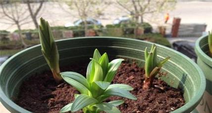 如何种植百合花种子（从选择土壤到繁殖繁花，全方位教你种植百合花）