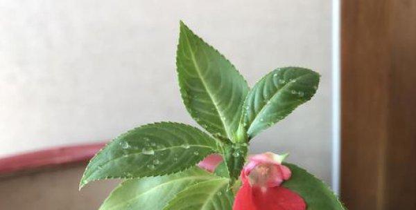 凤仙花种植全攻略（季节选择及关键技巧）