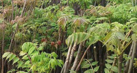 种植香椿树，家门口的美丽风景（适合家门口种植的香椿树品种及种植方法）