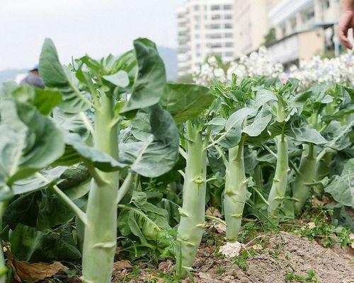 芥蓝种植与管理全攻略（芥蓝栽培的时间、方法与技巧，打造高产农作物）