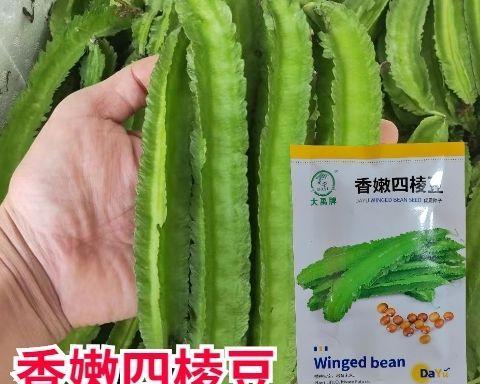 四棱豆种植技巧及开花结果剖析（了解四棱豆生长周期，掌握育苗与管理技巧，轻松享受自家豆蔻年华）