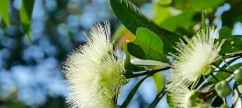 莲雾的开花结果过程（种植技巧与花果质量）