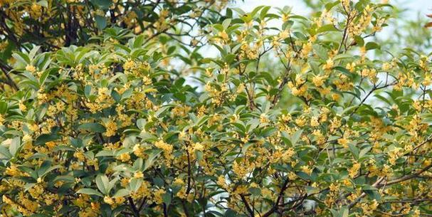 阳光下的桂花（探秘桂花喜欢阳光的秘密）