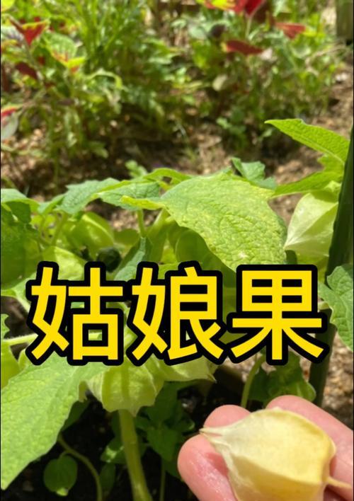 姑娘果——天然美肌小果实（发现姑娘果的奇妙之处，让你轻松拥有水嫩肌肤）